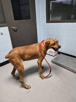 Coonhound Dogs Available for Adoption in Lawrenceville, Georgia - Pen 134 | PetCurious