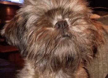 Rescue Shih Tzu Dogs for Adoption in San Ramon, California - Odie Jo | PetCurious