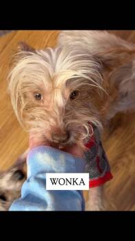 Rescue Chinese Crested Dog Dogs for Adoption in Dallas, Pennsylvania - WONKA | PetCurious