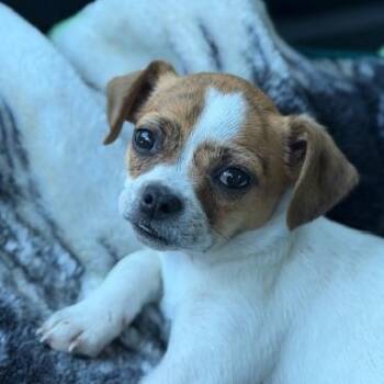 Pug and Rat Terrier Dogs Available for Adoption - Olivia | PetCurious