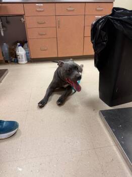 Miley -  Pit Bull Terrier Dog for Adoption in Bossier City, Louisiana - Miley | PetCurious