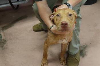 MANNING -  Mixed Breed Dog for Adoption in Columbia, South Carolina - MANNING | PetCurious