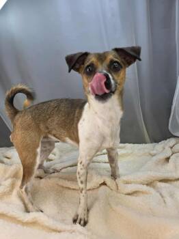 Beagle and Jack Russell Terrier Dogs Available for Adoption - Heidi | PetCurious