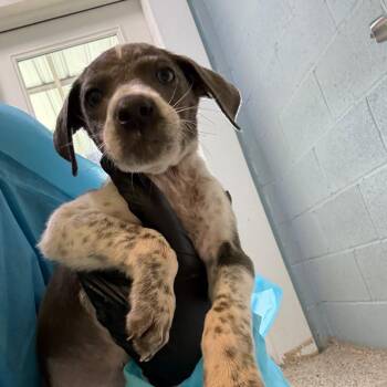 Wynnley 0760 -  Great Dane and Mixed Breed Dog for Adoption in Loxahatchee Groves, Florida - Wynnley 0760 | PetCurious