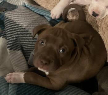 Lil Kim -  Mixed Breed Dog for Adoption - Lil Kim | PetCurious