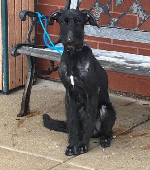 Giant Schnauzer and Standard Poodle Dogs Available for Adoption in Barrington, Illinois - Smokey | PetCurious