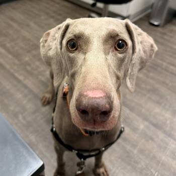 Weimaraner Dogs Available for Adoption - Honey | PetCurious