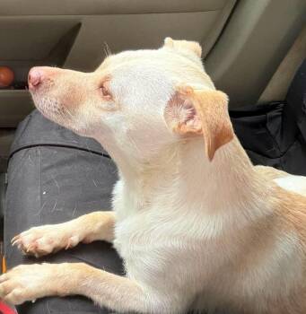 Freddie -  Chihuahua Dog for Adoption in Inez, Kentucky - Freddie | PetCurious