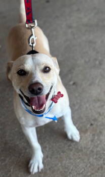 Rescue Jack Russell Terrier and Beagle Dogs for Adoption in Phoenix, Arizona - Pete | PetCurious