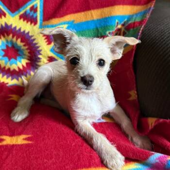 Chihuahua and Mixed Breed Dogs Available for Adoption in Lucedale, Mississippi - Cassady ~ Cat Friendly Too! | PetCurious