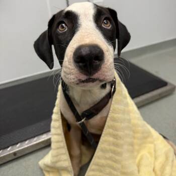 Palmer -  Great Dane and Mixed Breed Dog for Adoption in Abilene, Texas - Palmer | PetCurious