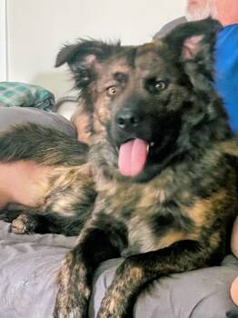 Nico -  German Shepherd Dog Dog for Adoption in Cave Creek, Arizona - Nico | PetCurious
