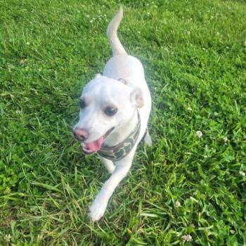 Chihuahua and Dachshund Dogs Available for Adoption in Frankfort, Kentucky - Odie 5772 D | PetCurious