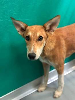A255907 -  German Shepherd Dog and Mixed Breed Dog for Adoption in Visalia, California - A255907 | PetCurious
