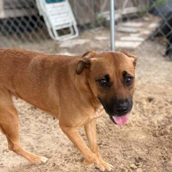 Pop -  Black Mouth Cur and Mixed Breed Dog for Adoption in Stephenville, Texas - Pop | PetCurious