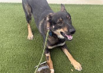 Rescue German Shepherd Dog Dogs for Adoption in Auburn, California - IVAN | PetCurious