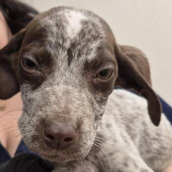 Damien Priest -  German Shorthaired Pointer and Cattle Dog Dog for Adoption in Reno, Nevada - Damien Priest | PetCurious