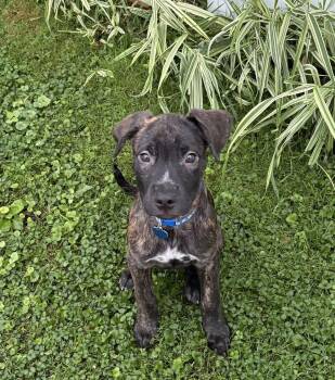 Candy Litter:  Skittles -  Labrador Retriever and Dalmatian Dog for Adoption in Berwick, Pennsylvania - Candy Litter:  Skittles | PetCurious