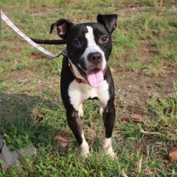Nitro -  Staffordshire Bull Terrier and Mixed Breed Dog for Adoption in Richmond, Virginia - Nitro | PetCurious