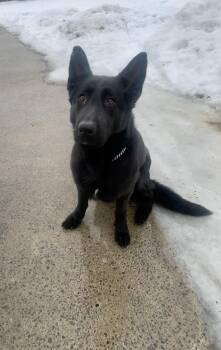 Lexi -  German Shepherd Dog Dog Available for Adoption in Vaudreuil-dorion, Quebec - Lexi | PetCurious