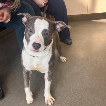 YORK-Stray-16376 -  Pit Bull Terrier Dog for Adoption in York, Pennsylvania - YORK-Stray-16376 | PetCurious