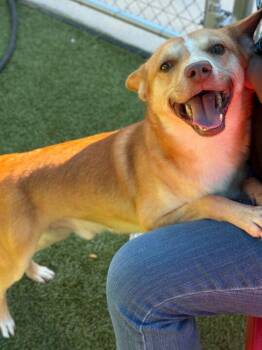 Rescue Labrador Retriever and Chihuahua Dogs for Adoption in Portland, Maine - Spin Diesel | PetCurious