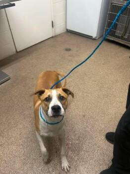 Dil -  Pit Bull Terrier Dog for Adoption in Fruit Heights, Utah - Dil | PetCurious