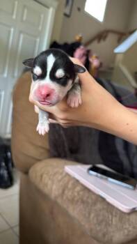 Snowcone -  Dachshund and Miniature Pinscher Dog for Adoption in Calgary, Alberta - Snowcone | PetCurious