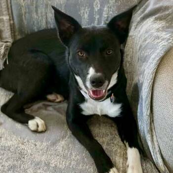 Border Collie and Labrador Retriever Dogs Available for Adoption - Junie | PetCurious