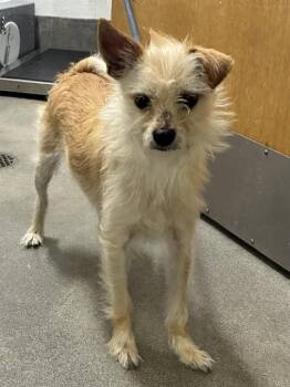 BUMBLEBEE -  Maltese and Chihuahua Dog for Adoption - BUMBLEBEE | PetCurious