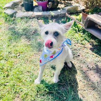 Terrier Dogs Available for Adoption - Ashley | PetCurious