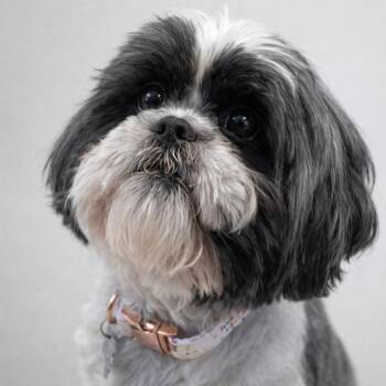 Shih Tzu Dogs Available for Adoption - Cooper | PetCurious