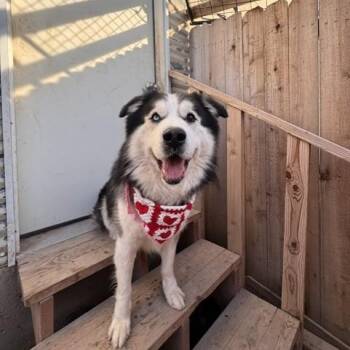 Balto -  Alaskan Malamute and Border Collie Dog for Adoption in Boise, Idaho - Balto | PetCurious