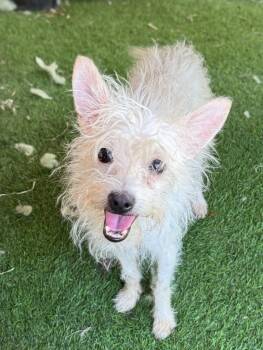 Breitling -  Poodle and Chihuahua Dog for Adoption in Ramona, California - Breitling | PetCurious
