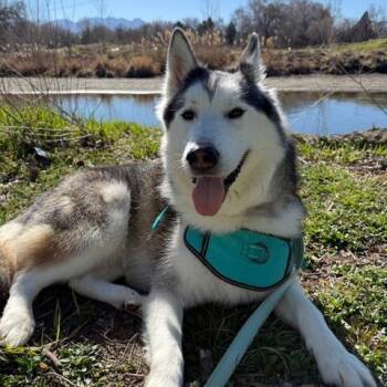 Siberian Husky Dogs Available for Adoption in Murray, Utah - Nakita | PetCurious