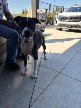 Peppermint Patty -  Mixed Breed Dog for Adoption in Atlanta, Georgia - Peppermint Patty | PetCurious