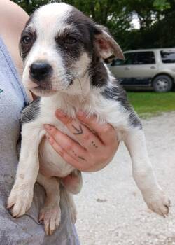 Rescue Bluetick Coonhound Dogs for Adoption in Princeton, Indiana - June | PetCurious