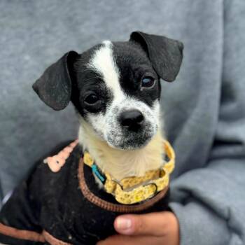 ORVILLE -  Chihuahua Dog for Adoption in San Francisco, California - ORVILLE | PetCurious