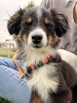 Mudflap -  Australian Shepherd Dog for Adoption in Fort Collins, Colorado - Mudflap | PetCurious
