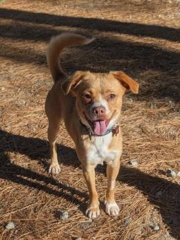 Rescue Beagle and Pug Dogs for Adoption in Clayton, North Carolina - Agent | PetCurious