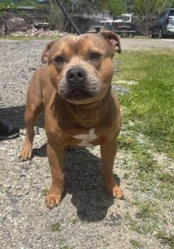 Beefcake (Fatso) -  Pit Bull Terrier Dog for Adoption - Beefcake (Fatso) | PetCurious