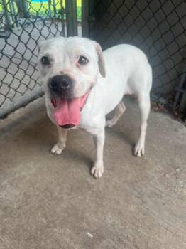 Penelope -  Pit Bull Terrier Dog for Adoption in Chicago, Illinois - Penelope | PetCurious