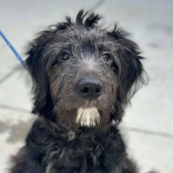 Charlie -  Black Labrador Retriever and Standard Poodle Dog for Adoption in Richmond, Virginia - Charlie | PetCurious