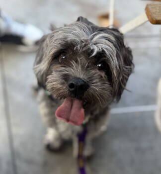 Rescue Shih Tzu Dogs for Adoption in Palo Alto, California - Mocktail | PetCurious