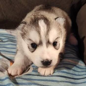 Radient -  Husky and Mixed Breed Dog for Adoption in Fredericksburg, Virginia - Radient | PetCurious