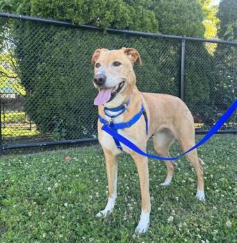JESSIE -  Labrador Retriever and German Shepherd Dog Dog for Adoption in Boston, Massachusetts - JESSIE | PetCurious