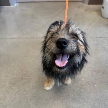 Loki -  Terrier and Mixed Breed Dog for Adoption in Madison, Wisconsin - Loki | PetCurious