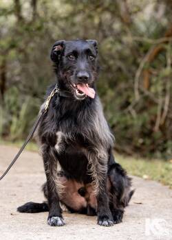 Rescue Airedale Terrier and Terrier Dogs for Adoption - Jammie | PetCurious