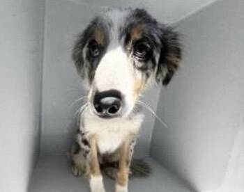 Australian Shepherd Dogs Available for Adoption - A652419 | PetCurious