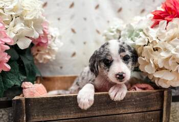 Picatta Squash -  Terrier Dog for Adoption in Newberg, Oregon - Picatta Squash | PetCurious